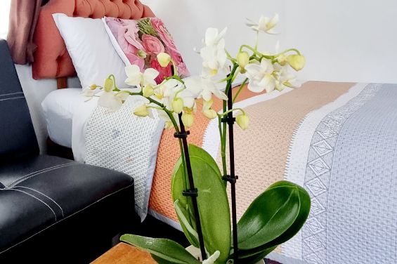 Hamilton accommodation for families and travellers